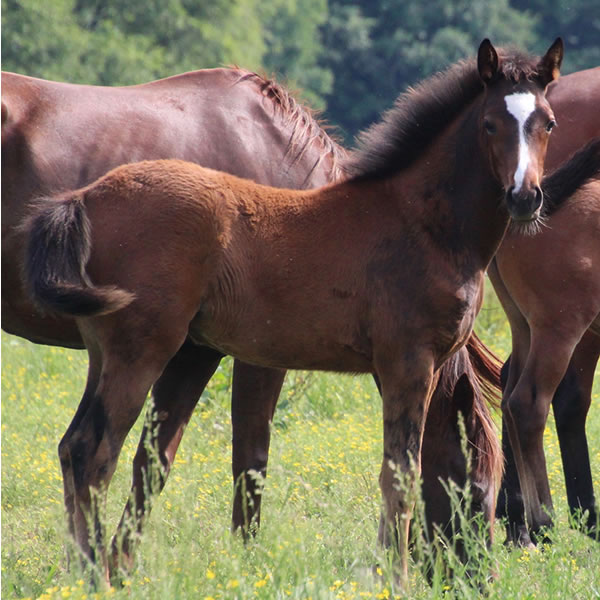 In Awe Dit 2017 Filly by Dahess