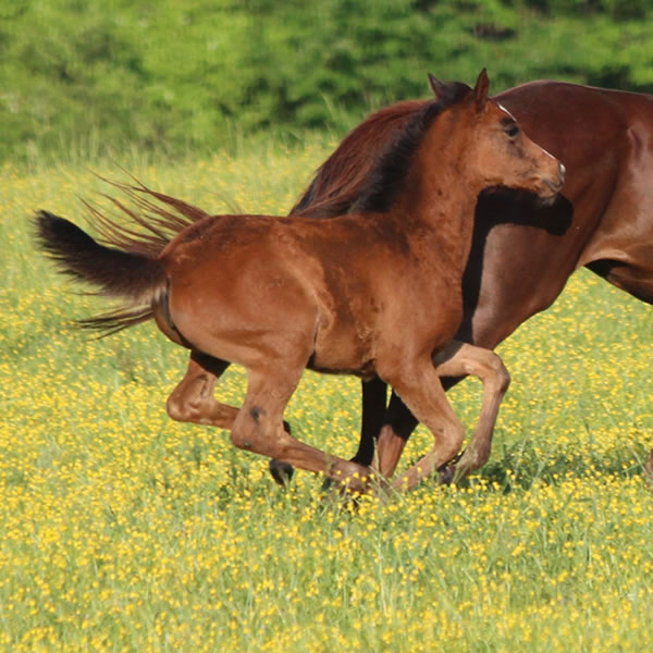 In Awe Dit 2017 Filly by Dahess