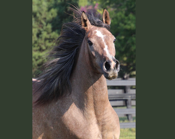 Cre Run Arabian Racing Iridesse