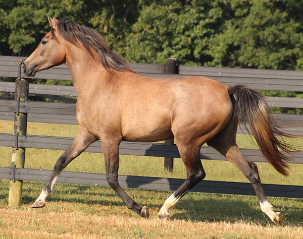 Cre Run Arabian Racing Iridesse