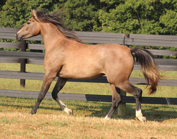 Cre Run Arabian Racing Iridesse