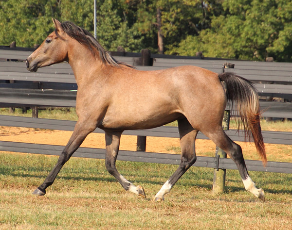 Cre Run Arabian Racing Iridesse