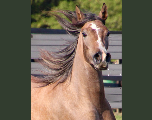 Cre Run Arabian Racing Iridesse