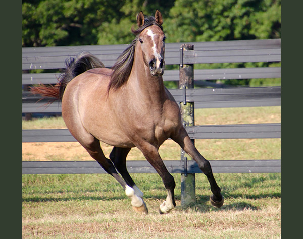 Cre Run Arabian Racing Iridesse