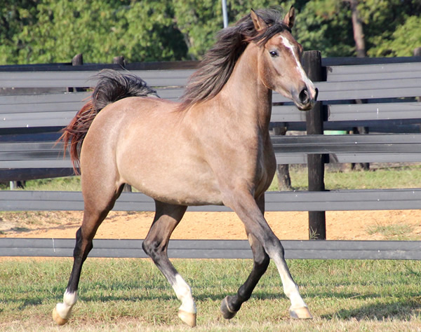 Cre Run Arabian Racing Iridesse