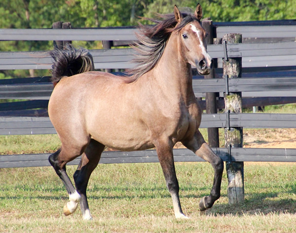 Cre Run Arabian Racing Iridesse