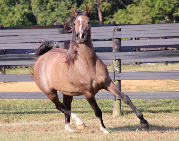 Cre Run Arabian Racing Iridesse