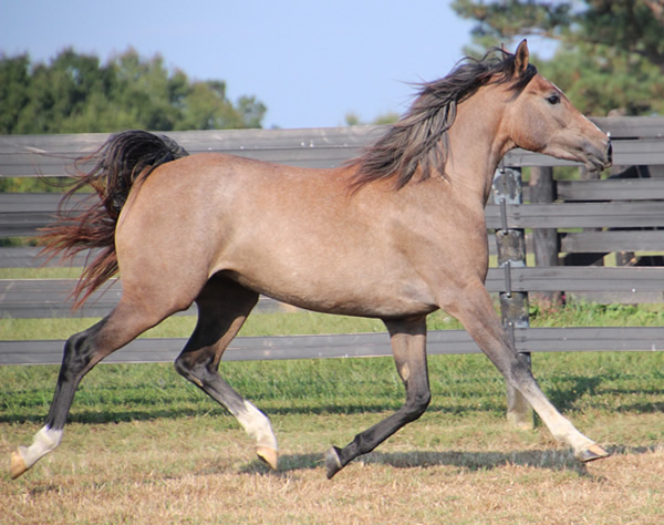 Cre Run Arabian Racing Iridesse