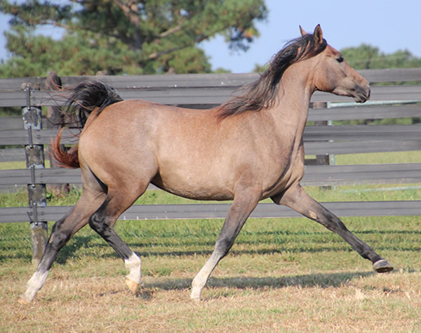 Cre Run Arabian Racing Iridesse