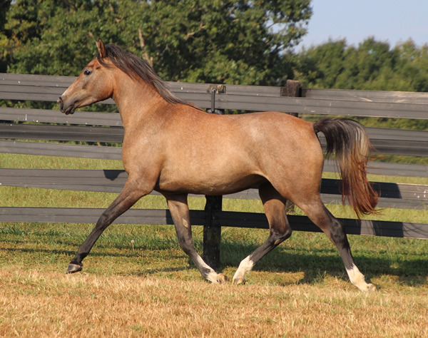 Cre Run Arabian Racing Iridesse