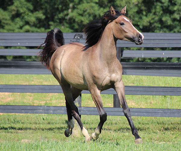 Arabian Filly 2015- Iridesse, by Dahess x Toppoftheclass