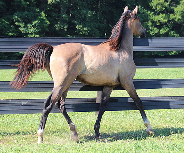 Arabian Filly 2015- Iridesse, by Dahess x Toppoftheclass