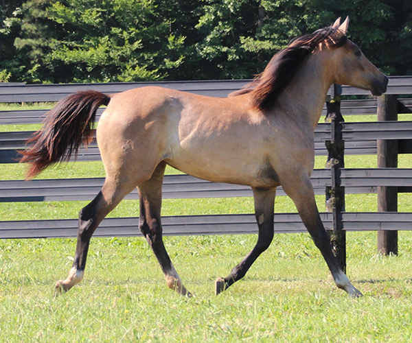 Arabian Filly 2015- Iridesse, by Dahess x Toppoftheclass