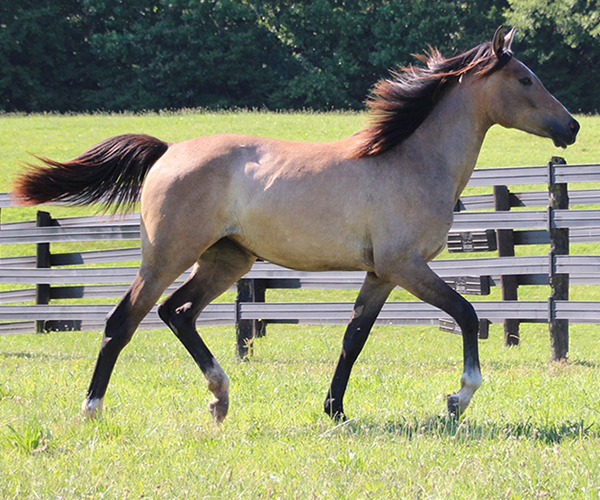 Arabian Filly 2015- Iridesse, by Dahess x Toppoftheclass