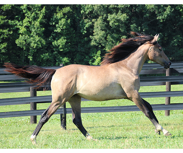 Arabian Filly 2015- Iridesse, by Dahess x Toppoftheclass