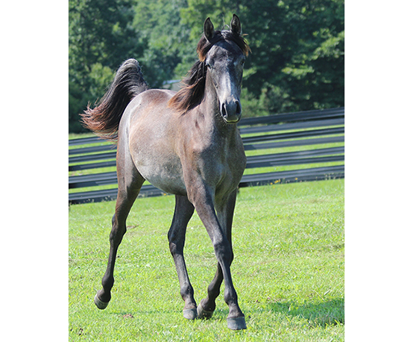 Dahess X Bella Atheena 2015 Jhessabell