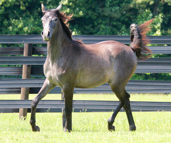 Dahess X Bella Atheena 2015 Jhessabell