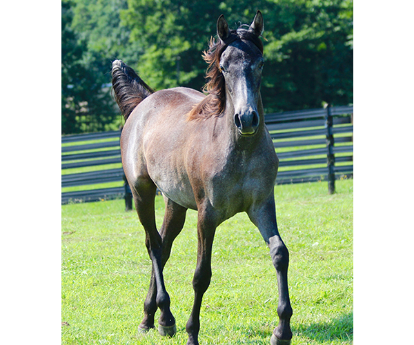 Dahess X Bella Atheena 2015 Jhessabell