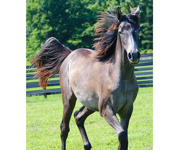 Dahess X Bella Atheena 2015 Jhessabell