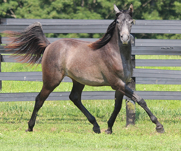 Dahess X Bella Atheena 2015 Jhessabell