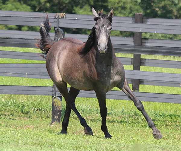 Dahess X Bella Atheena 2015 Jhessabell