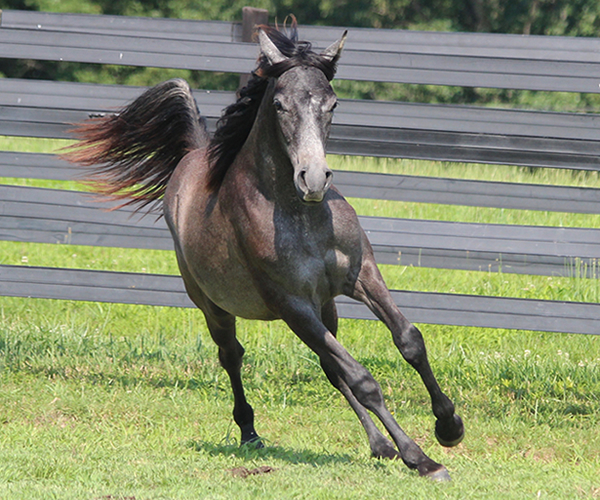 Dahess X Bella Atheena 2015 Jhessabell