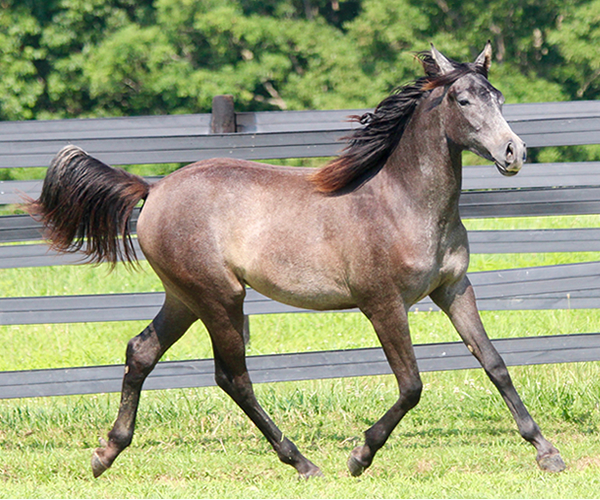 Dahess X Bella Atheena 2015 Jhessabell