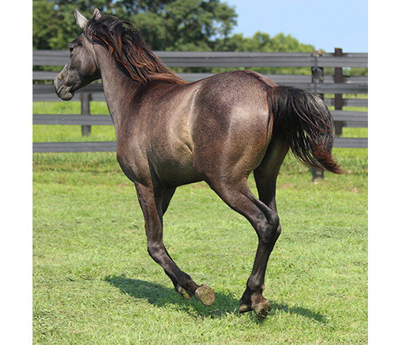 Dahess X Bella Atheena 2015 Jhessabell