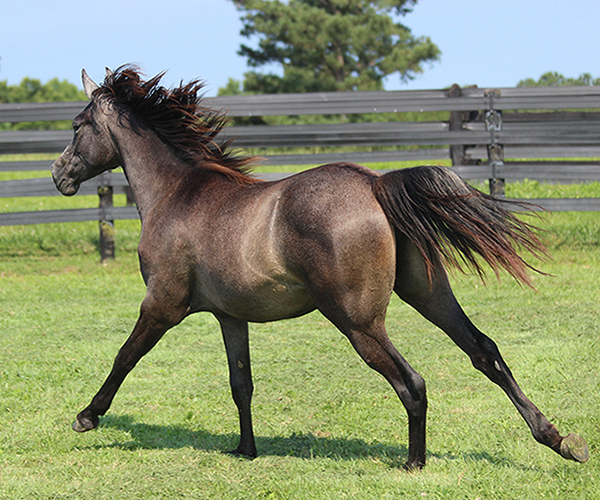 Dahess X Bella Atheena 2015 Jhessabell