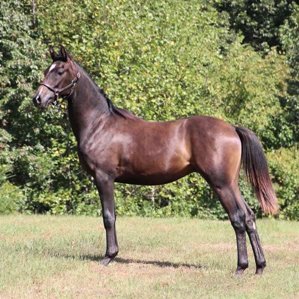 Jimdandy Totherehessq, by Dahess