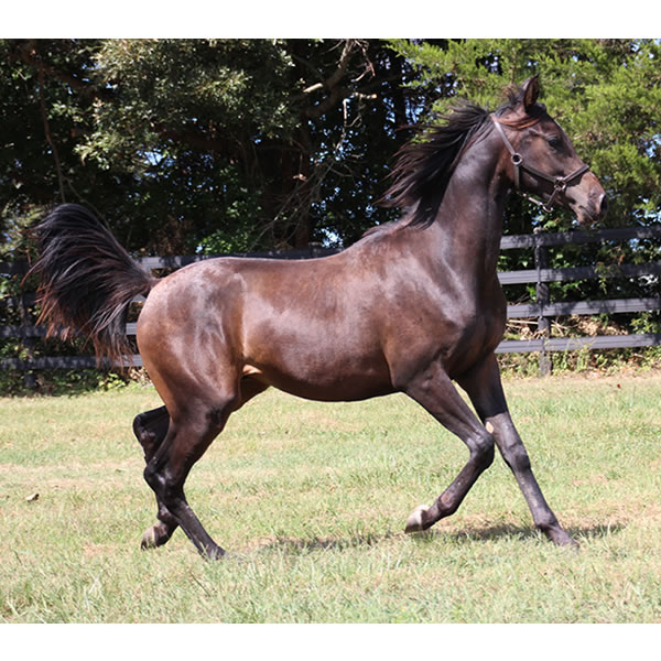 Jimdandy Totherehessq, by Dahess