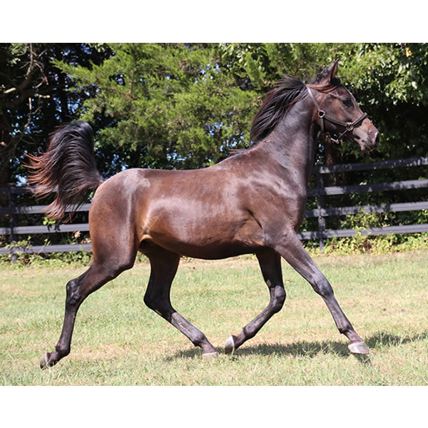 Jimdandy Totherehessq, by Dahess