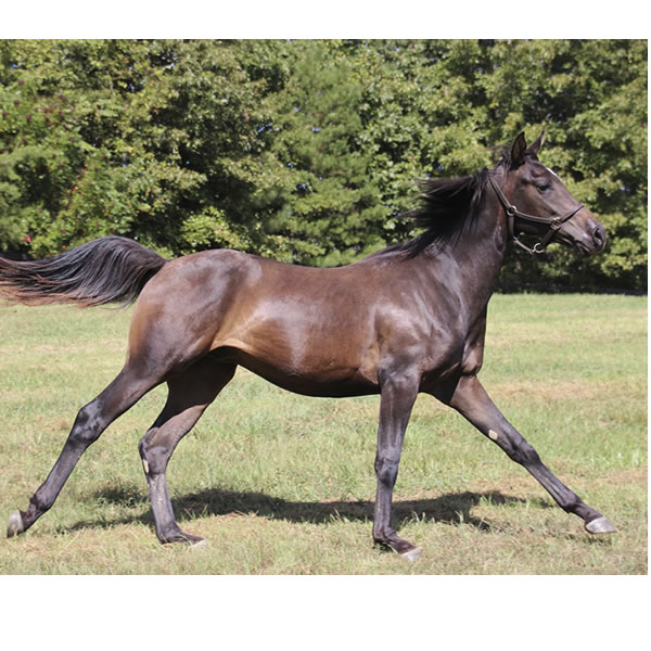 Jimdandy Totherehessq, by Dahess