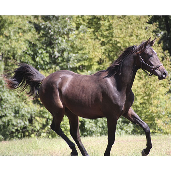 Jimdandy Totherehessq, by Dahess