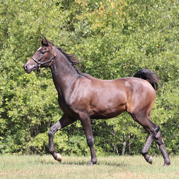 Jimdandy Totherehessq, by Dahess