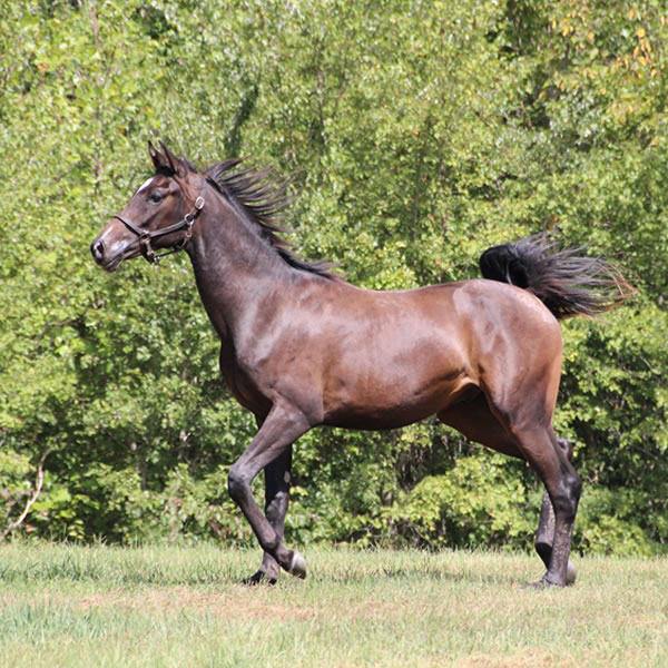 Jimdandy Totherehessq, by Dahess