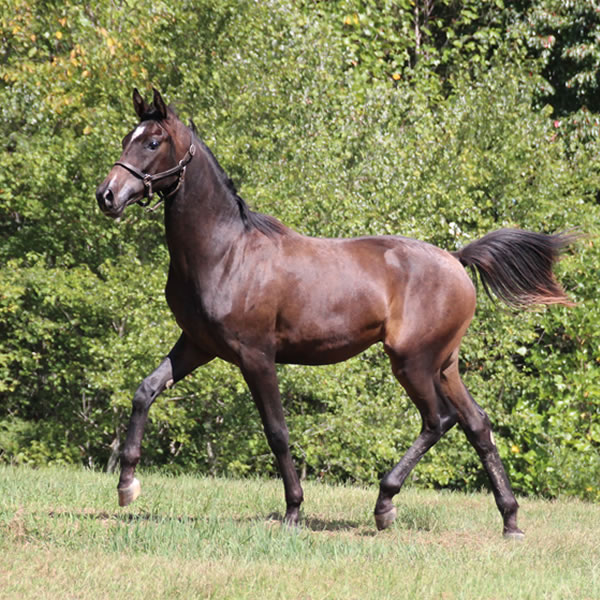 Jimdandy Totherehessq, by Dahess