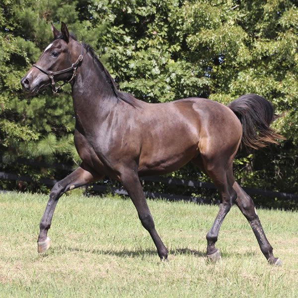 Jimdandy Totherehessq, by Dahess