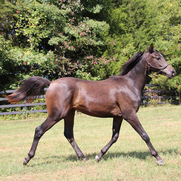 Jimdandy Totherehessq, by Dahess