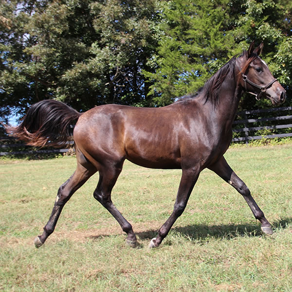 Jimdandy Totherehessq, by Dahess