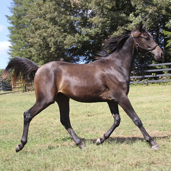 Jimdandy Totherehessq, by Dahess