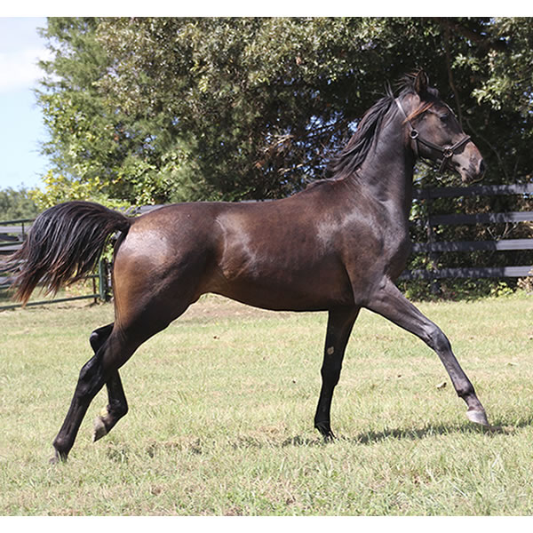 Jimdandy Totherehessq, by Dahess