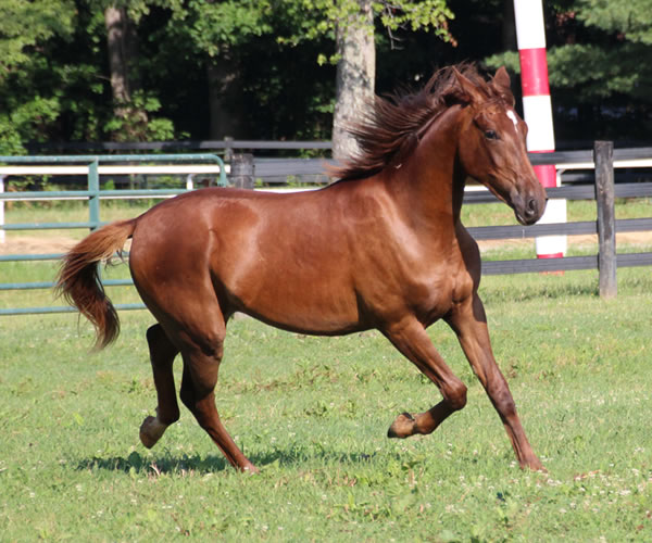 Kissamyasraa 2014 colt (Asraa Min Albarq x Later Ala Gatour) bred by Cre Run