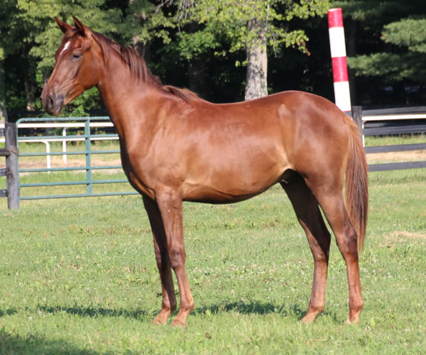 Kissamyasraa 2014 colt (Asraa Min Albarq x Later Ala Gatour) bred by Cre Run