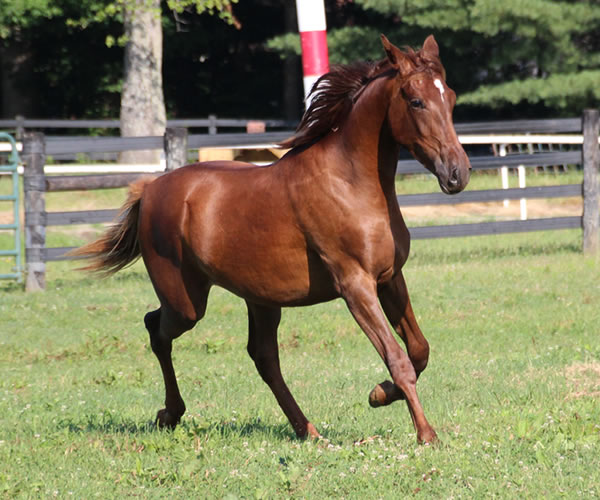 Kissamyasraa 2014 colt (Asraa Min Albarq x Later Ala Gatour) bred by Cre Run