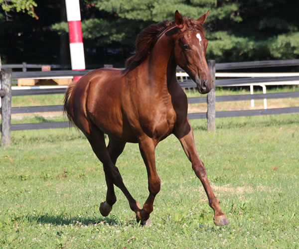 Kissamyasraa 2014 colt (Asraa Min Albarq x Later Ala Gatour) bred by Cre Run