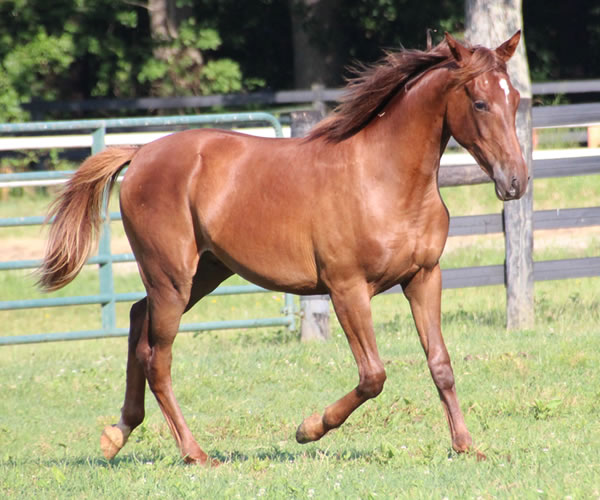Kissamyasraa 2014 colt (Asraa Min Albarq x Later Ala Gatour) bred by Cre Run