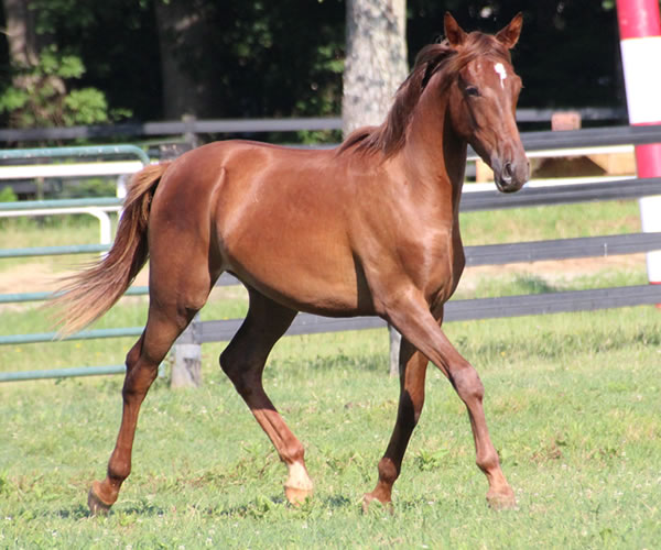 Kissamyasraa 2014 colt (Asraa Min Albarq x Later Ala Gatour) bred by Cre Run