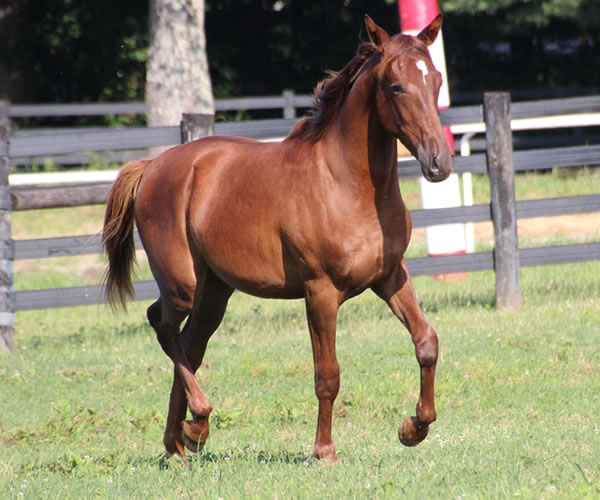 Kissamyasraa 2014 colt (Asraa Min Albarq x Later Ala Gatour) bred by Cre Run