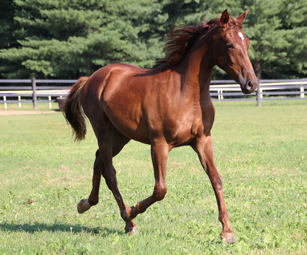 Kissamyasraa 2014 colt (Asraa Min Albarq x Later Ala Gatour) bred by Cre Run